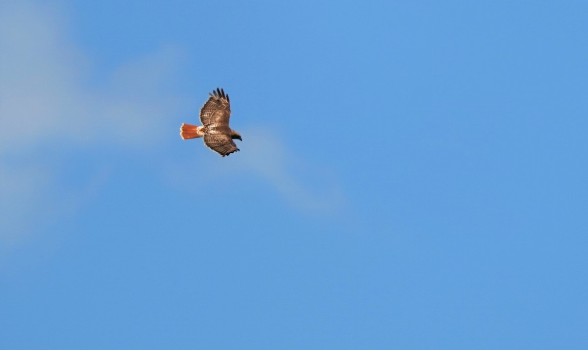 Red-tailed Hawk - ML338430491