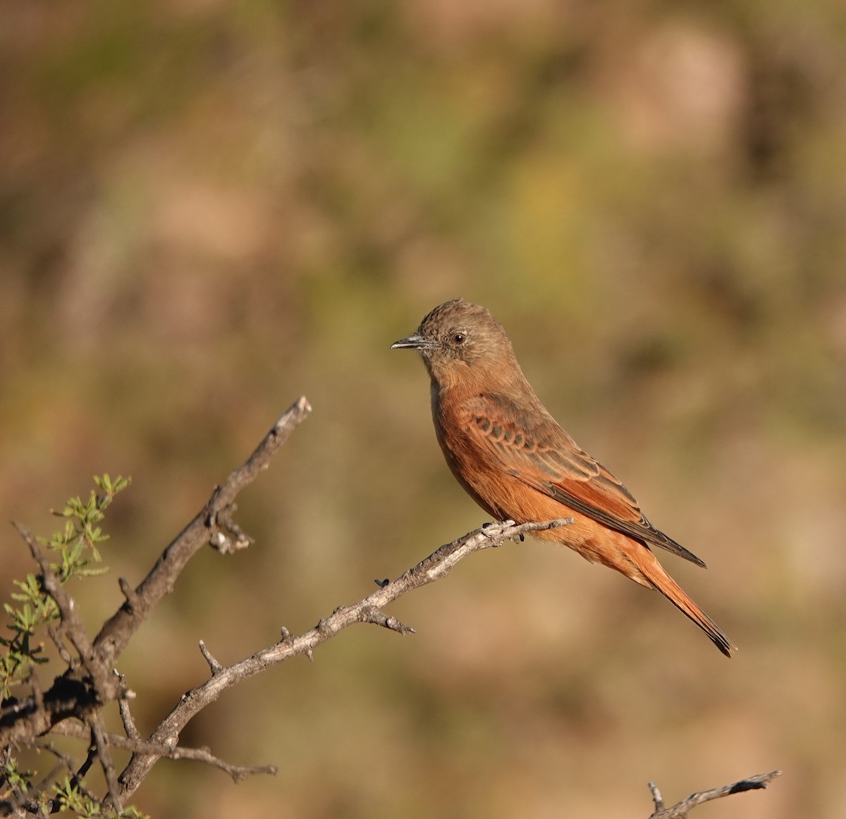 Cliff Flycatcher - Luciano Mathieu