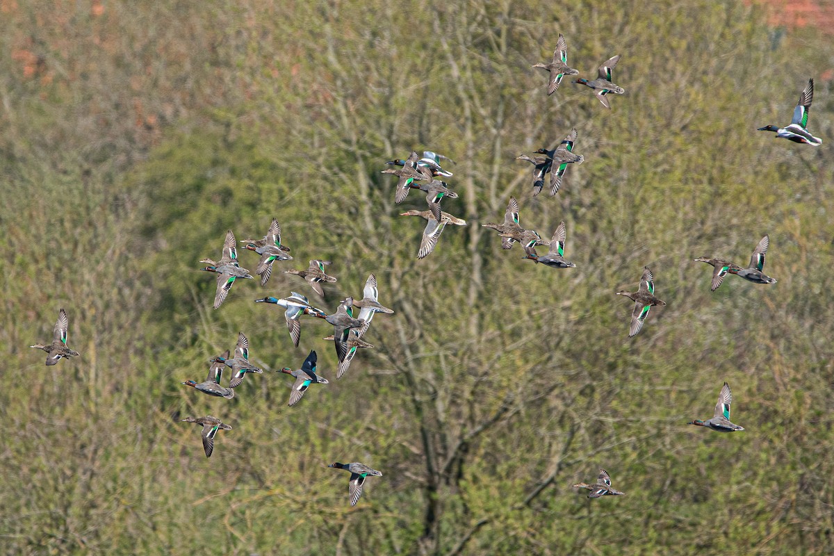 Green-winged Teal (Eurasian) - ML338431621