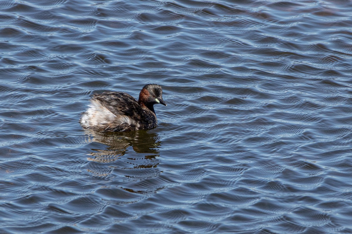 Little Grebe (Little) - ML338431651