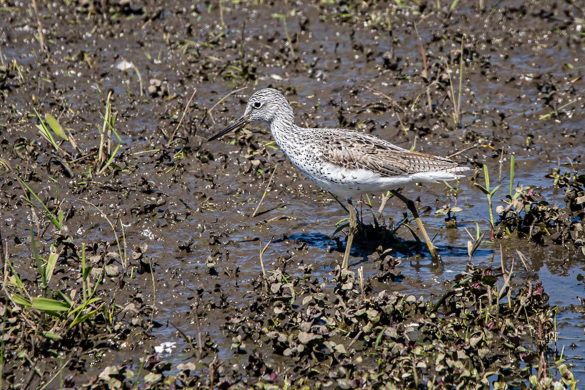 Common Greenshank - ML338431721
