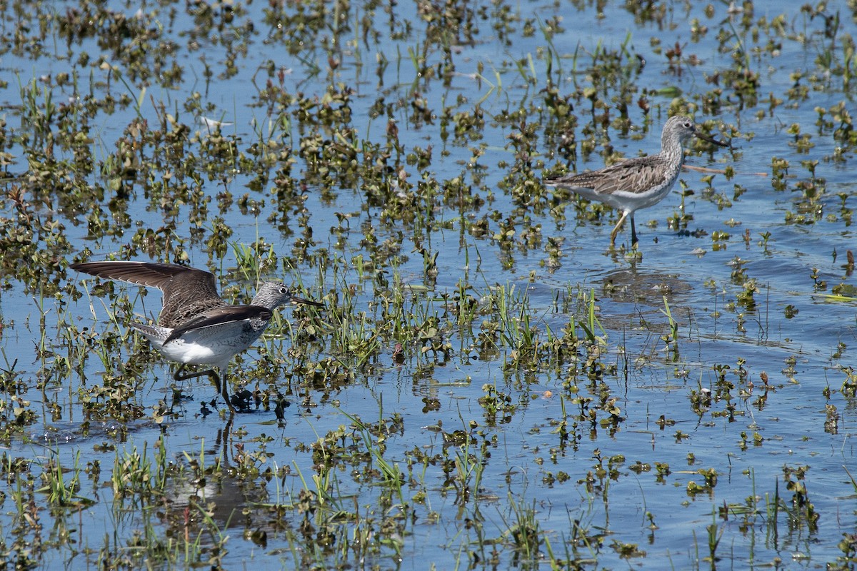 Common Greenshank - ML338432031