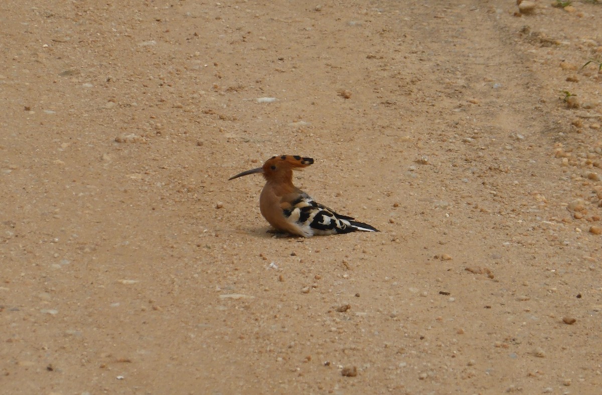 Eurasian Hoopoe - Suhashini Hewavisenthi