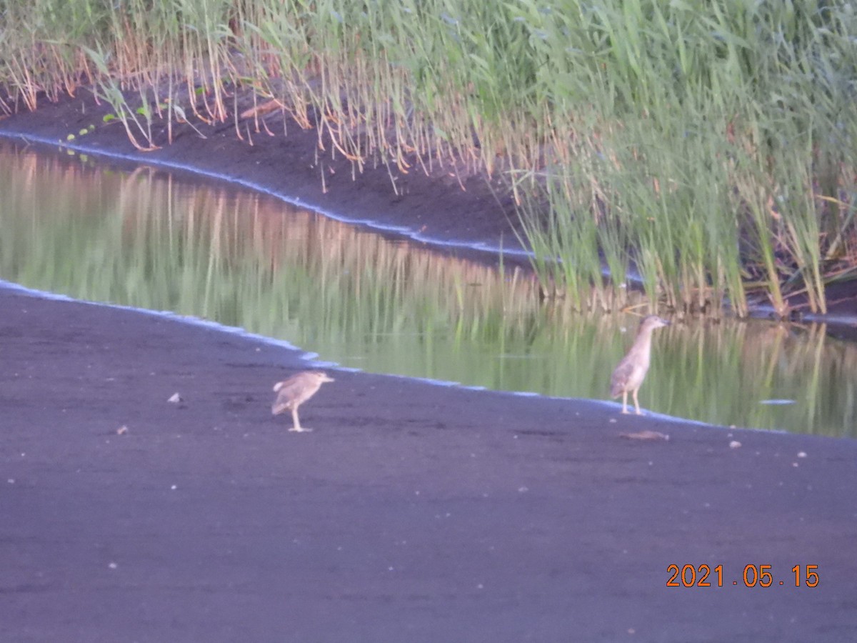 Black-crowned Night Heron - ML338433701