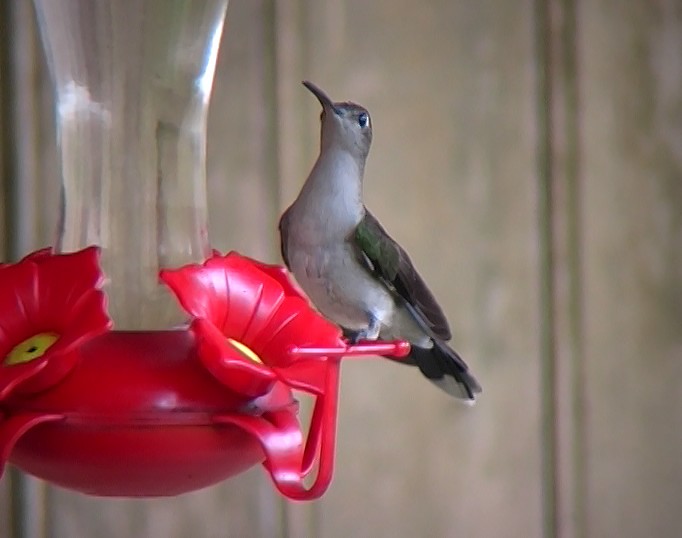 Gray-breasted Sabrewing - ML338434251