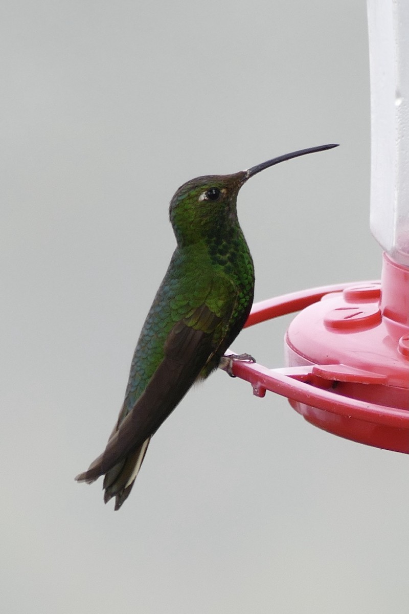 Colibri de Lafresnaye - ML338435281