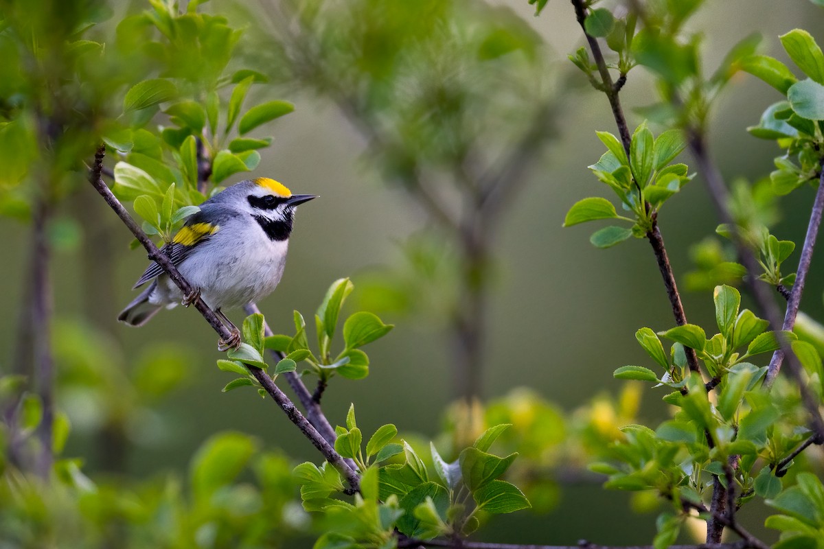 Golden-winged Warbler - Kyle Tansley