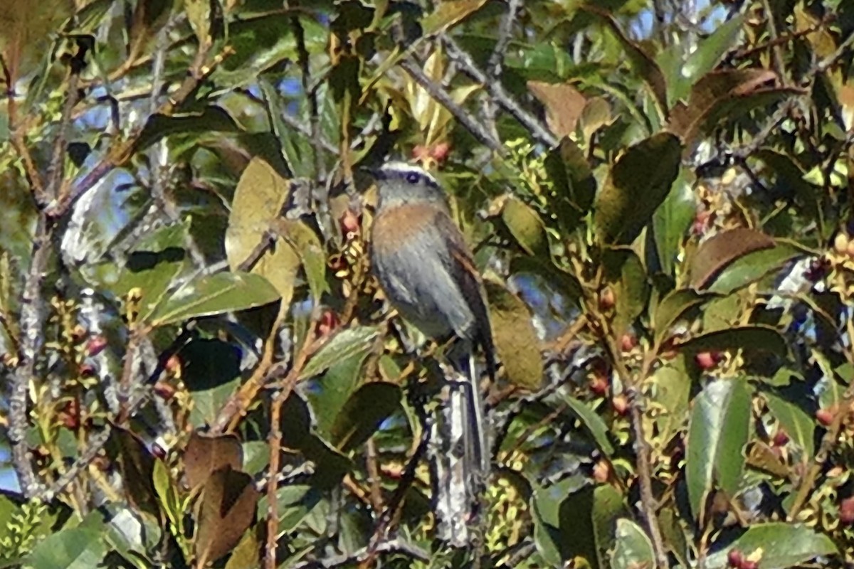 Rufous-breasted Chat-Tyrant - ML338436481