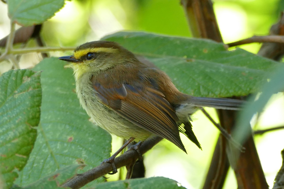 Yellow-bellied Chat-Tyrant - ML338437061