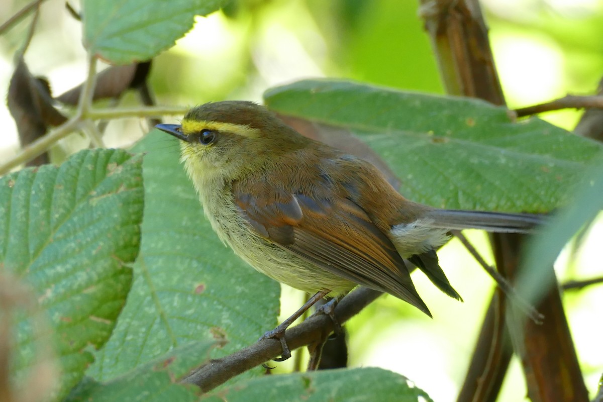 Yellow-bellied Chat-Tyrant - ML338437071