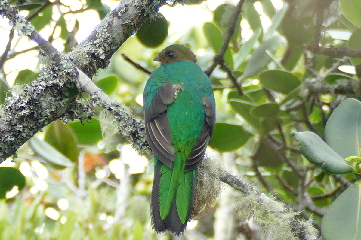 Quetzal Cabecidorado - ML338437211