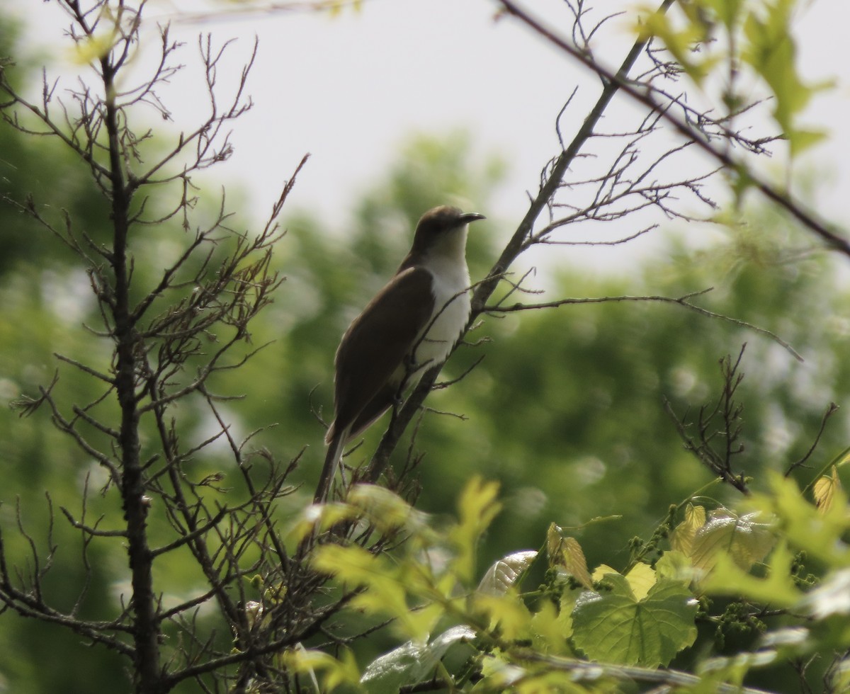 Black-billed Cuckoo - ML338437501