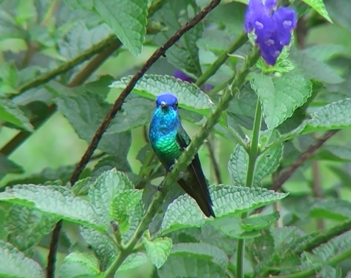 gyllenhalekolibri - ML338437631