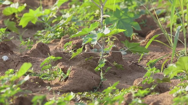 זרעית קטנה - ML338439661