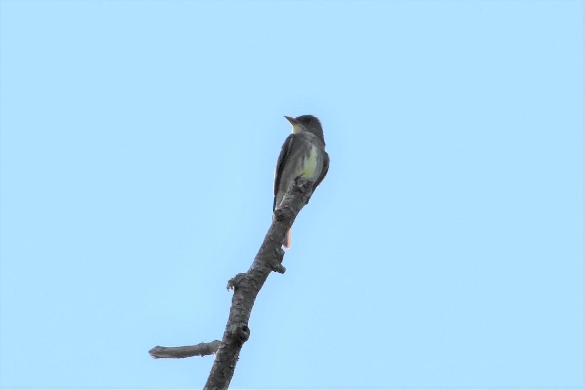 Olive-sided Flycatcher - ML338440111