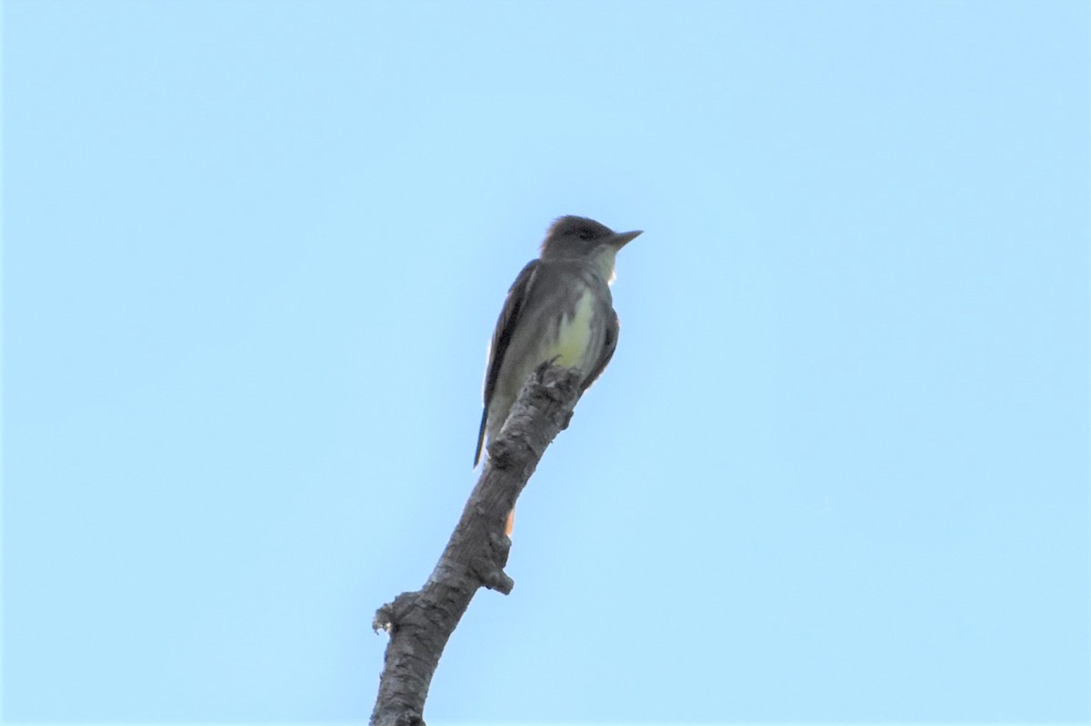 Olive-sided Flycatcher - Chip Davis