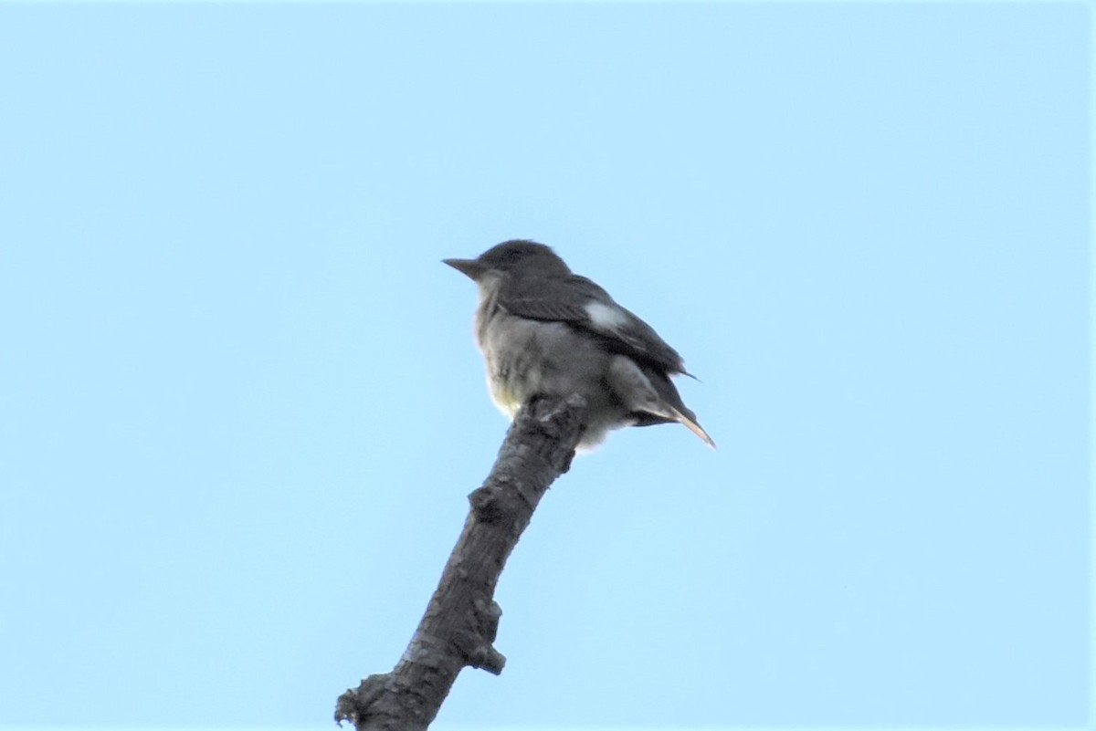 Olive-sided Flycatcher - Chip Davis