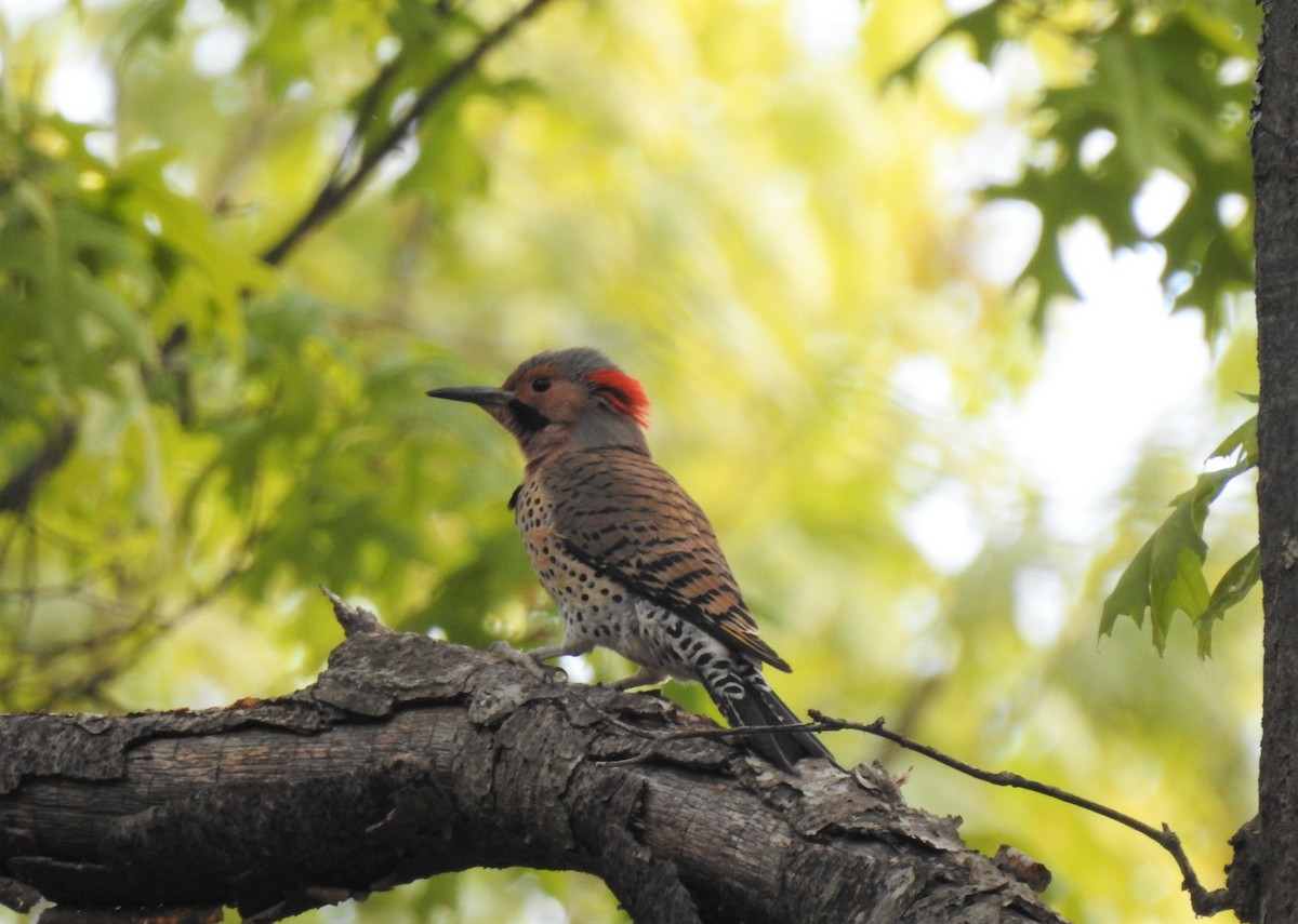 Northern Flicker - ML338441951