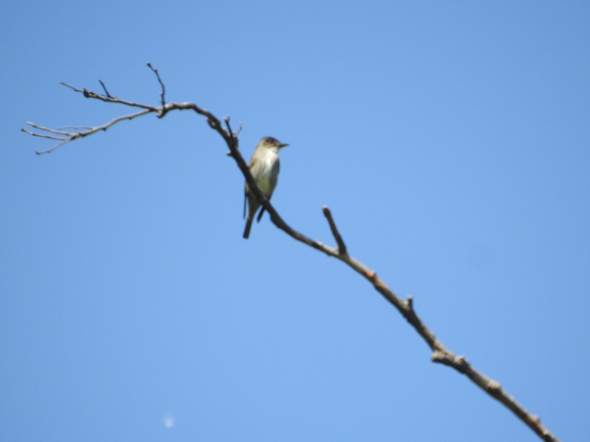 Olive-sided Flycatcher - ML338442571