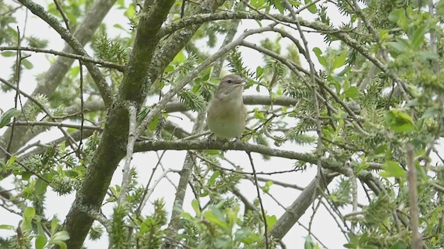 Garden Warbler - ML338443181