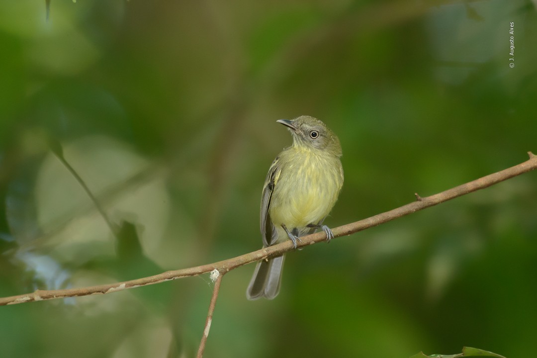 White-eyed Tody-Tyrant - Augusto Alves