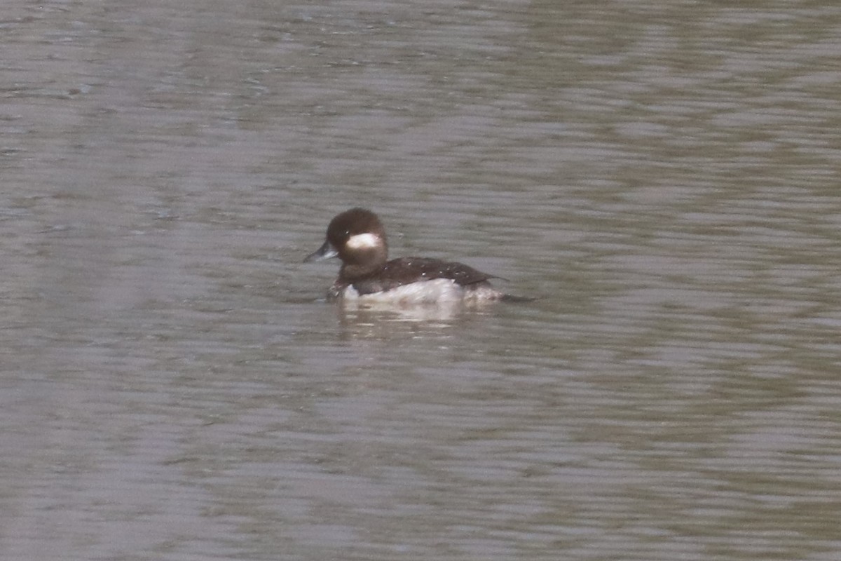 Bufflehead - ML338446691