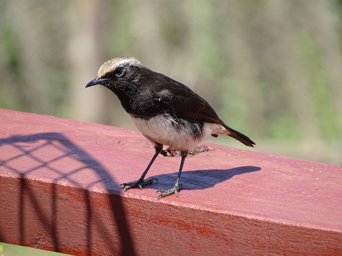 Abyssinian Wheatear - Theresa Andrews