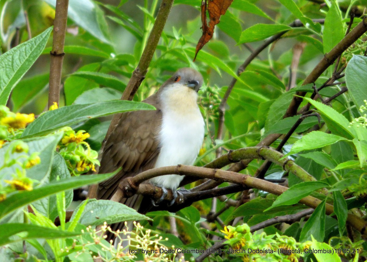 Black-billed Cuckoo - ML338449671