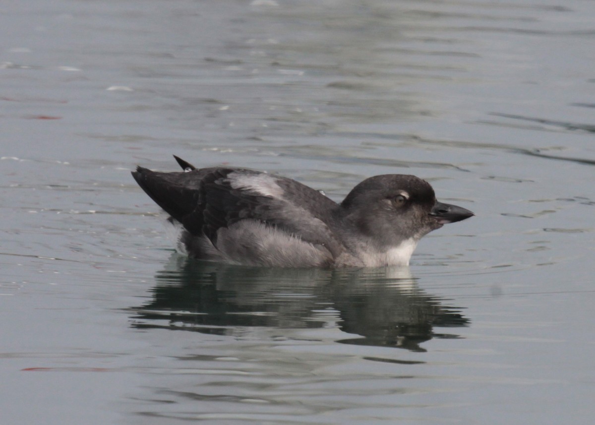Cassin's Auklet - Gary Maschmeyer