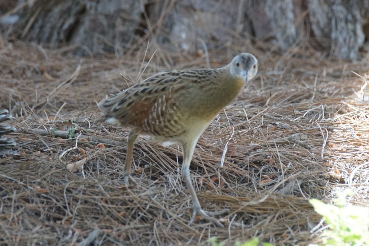 Corn Crake - ML338450401