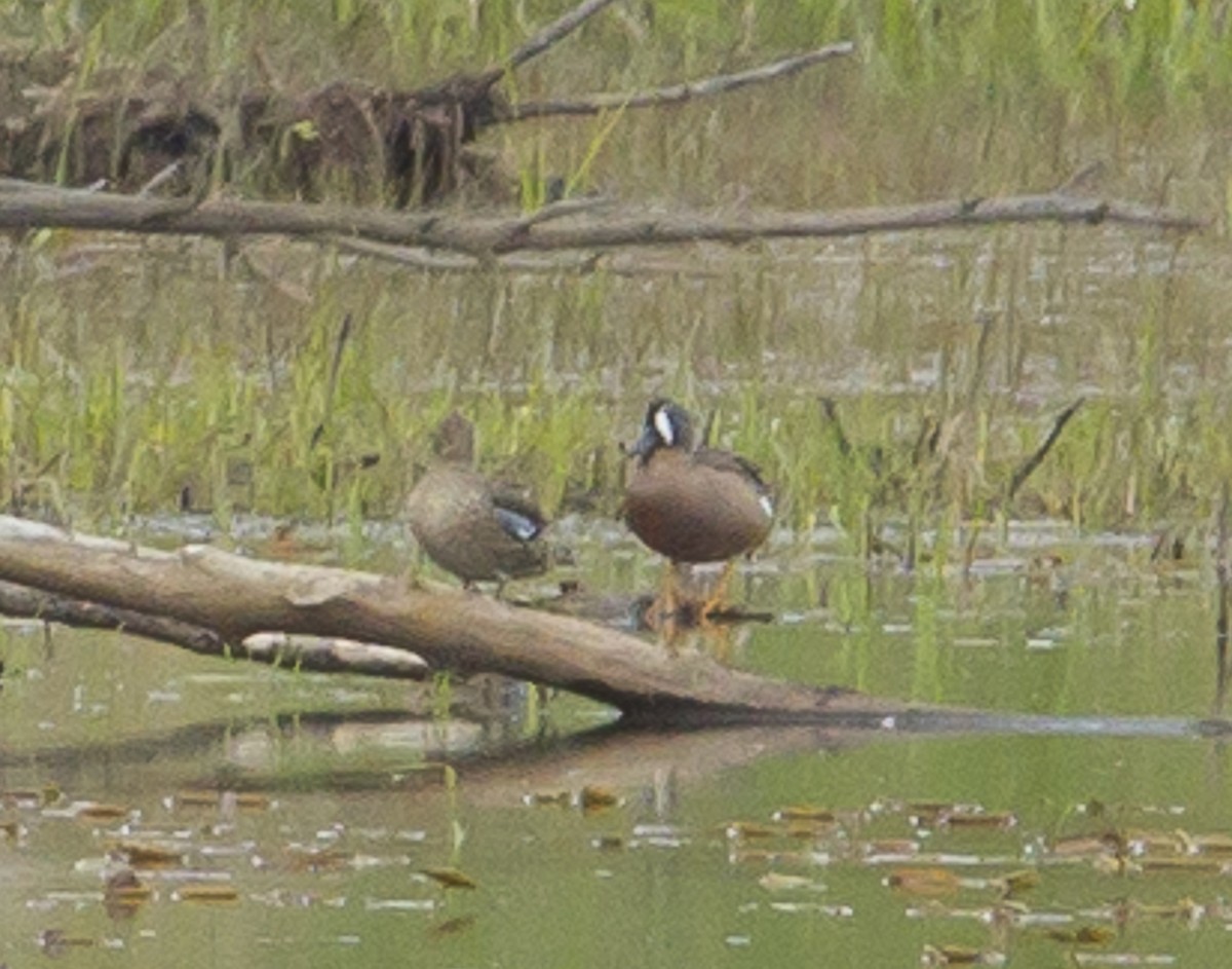 Blue-winged Teal - ML338452761