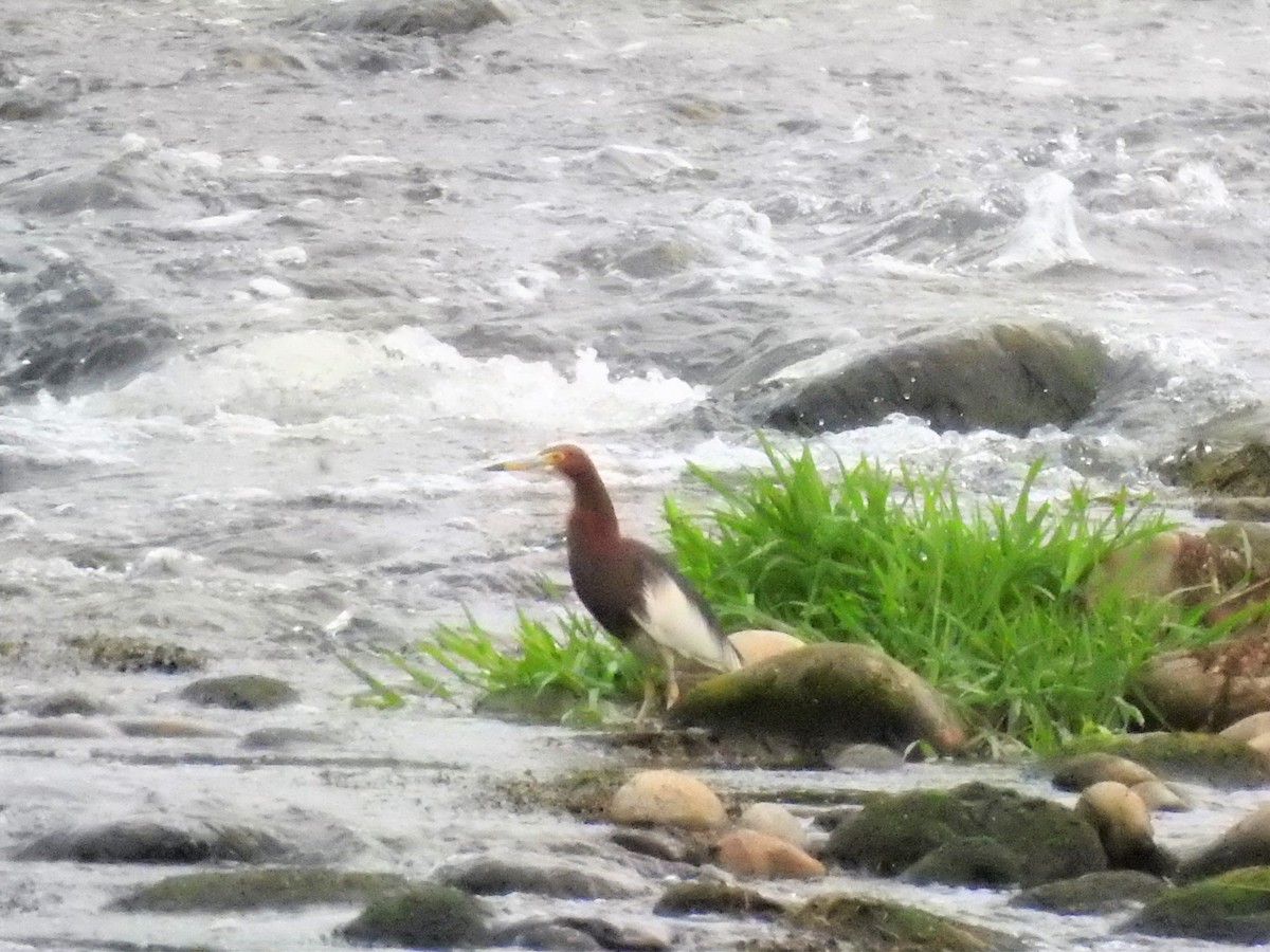 Chinese Pond-Heron - Jerome Kuo