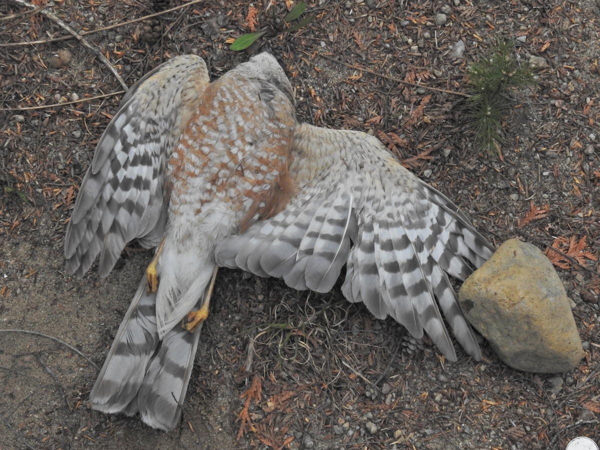 Sharp-shinned Hawk - ML338460001