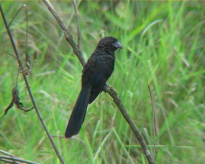 Smooth-billed Ani - ML338460151