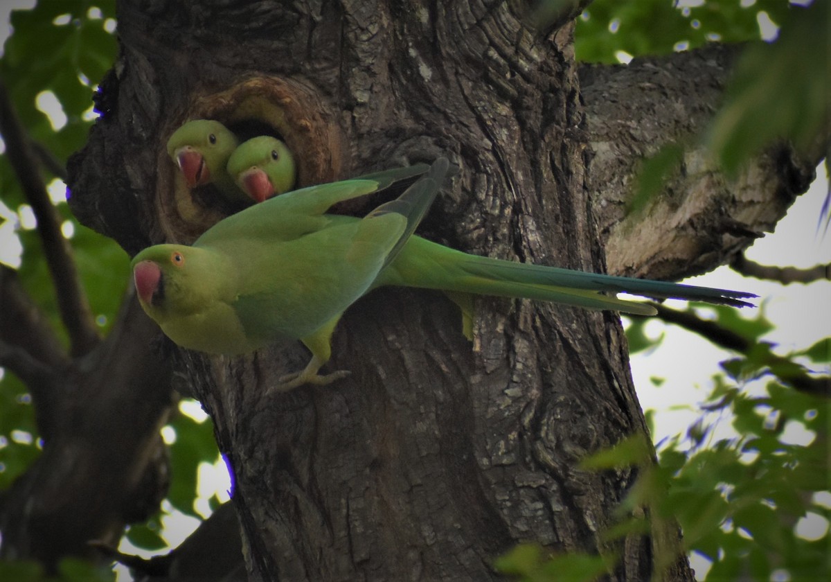 Rose-ringed Parakeet - ML338460501