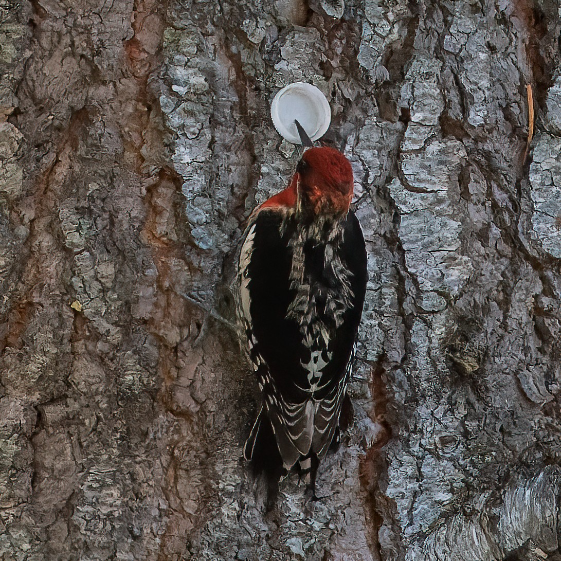 Red-breasted Sapsucker - ML338460651