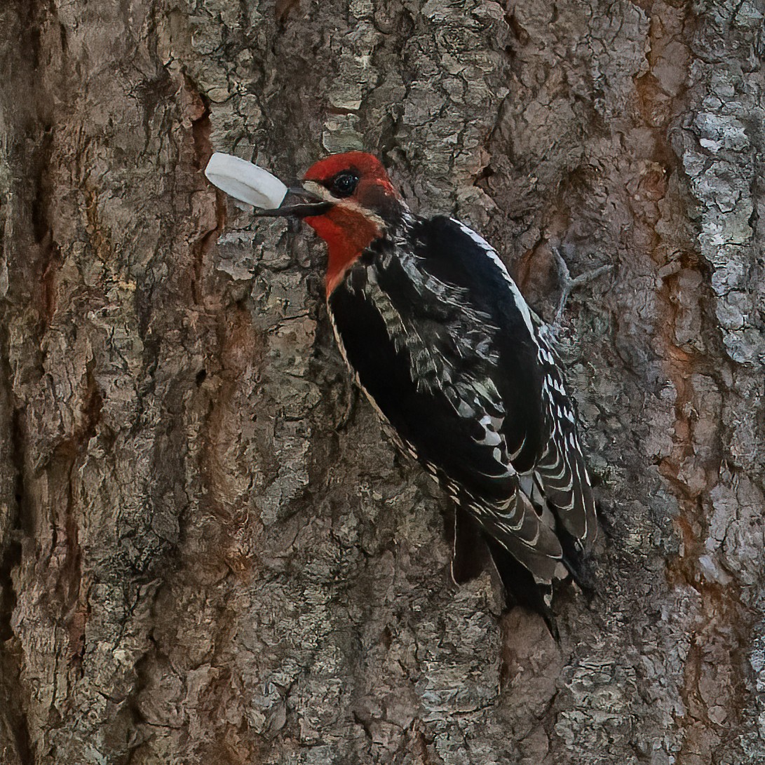 Red-breasted Sapsucker - ML338460691