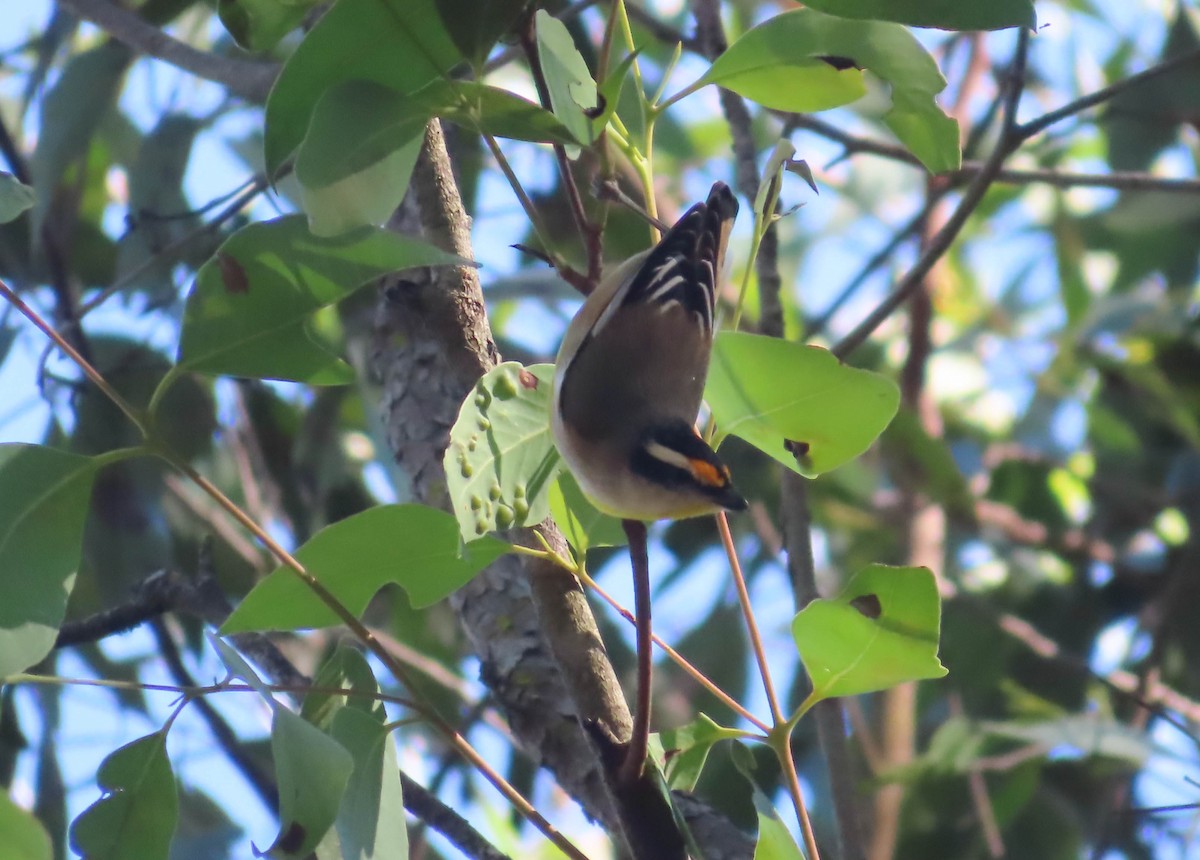 Streifenpanthervogel - ML338460851