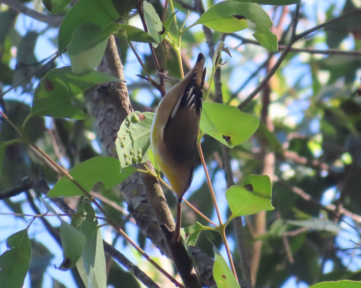 Streifenpanthervogel - ML338460861