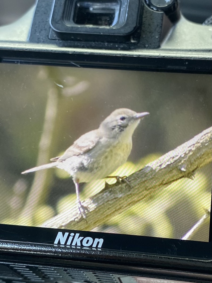 Pine Warbler - ML338461081