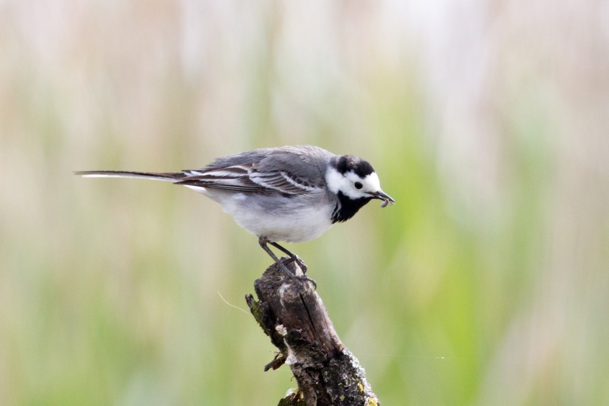 White Wagtail - Lily Johnson-Ulrich