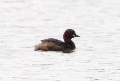 Little Grebe - Lily Johnson-Ulrich