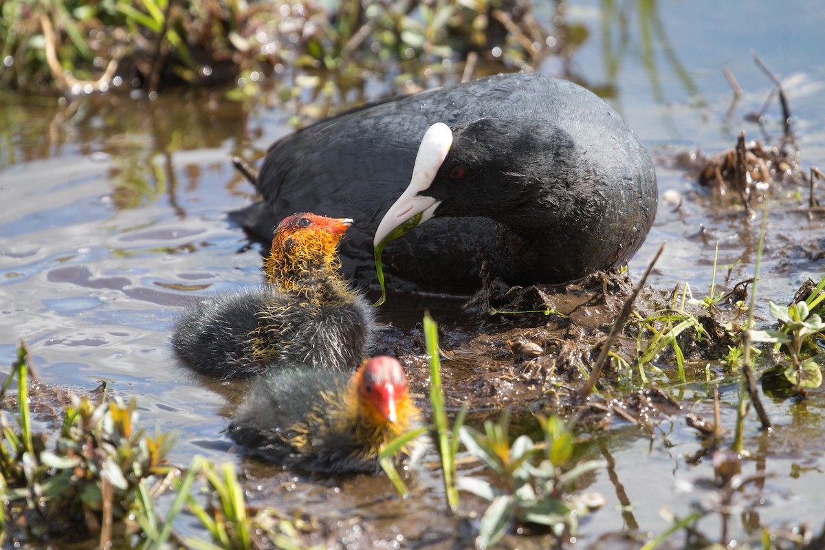 Eurasian Coot - Lily Johnson-Ulrich