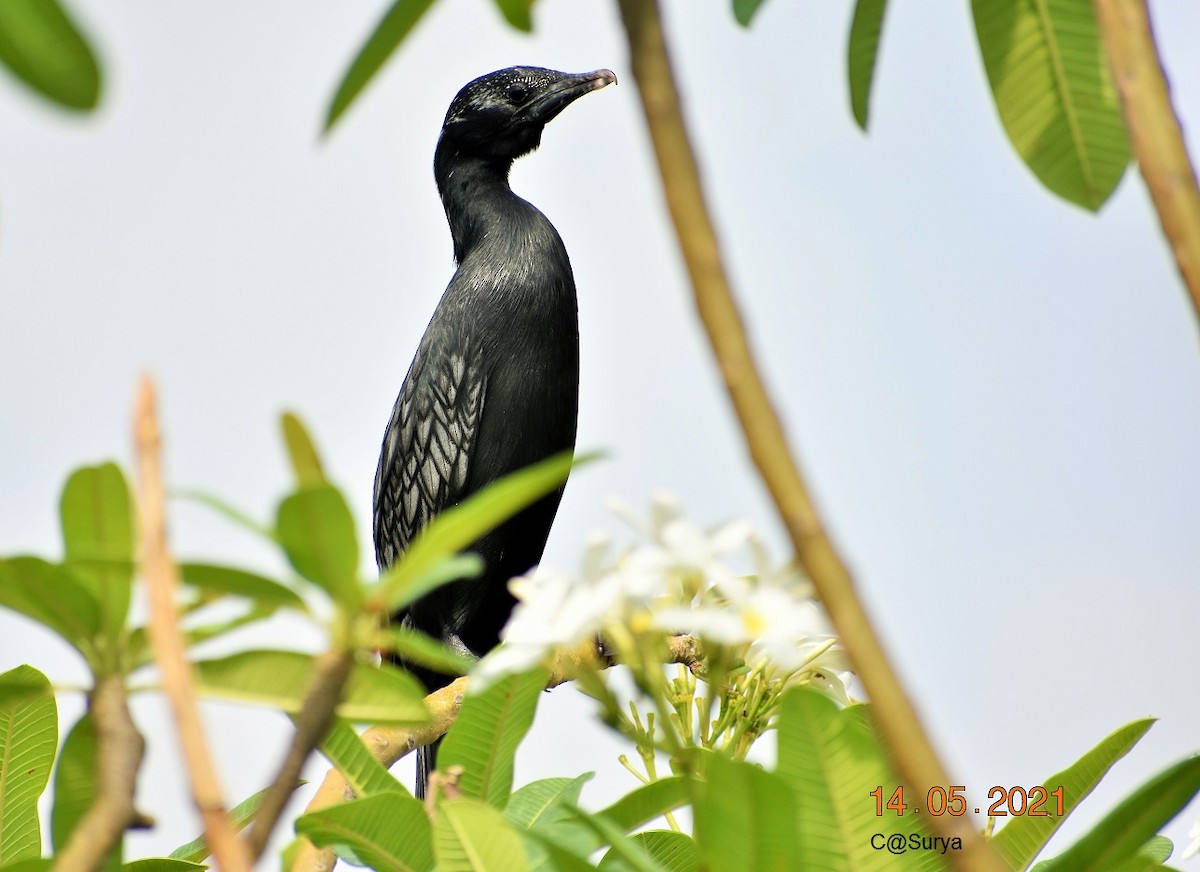 Little Cormorant - Surya Prakash