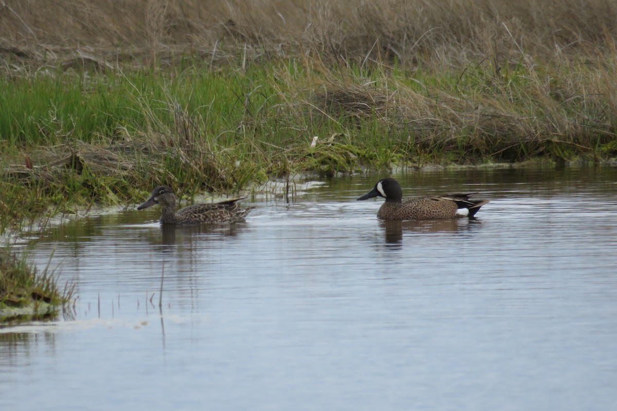 Blue-winged Teal - ML338464051