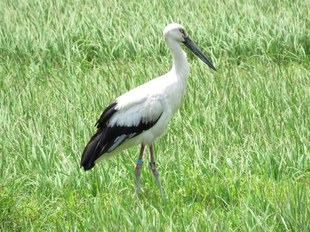 Oriental Stork - ML338464151