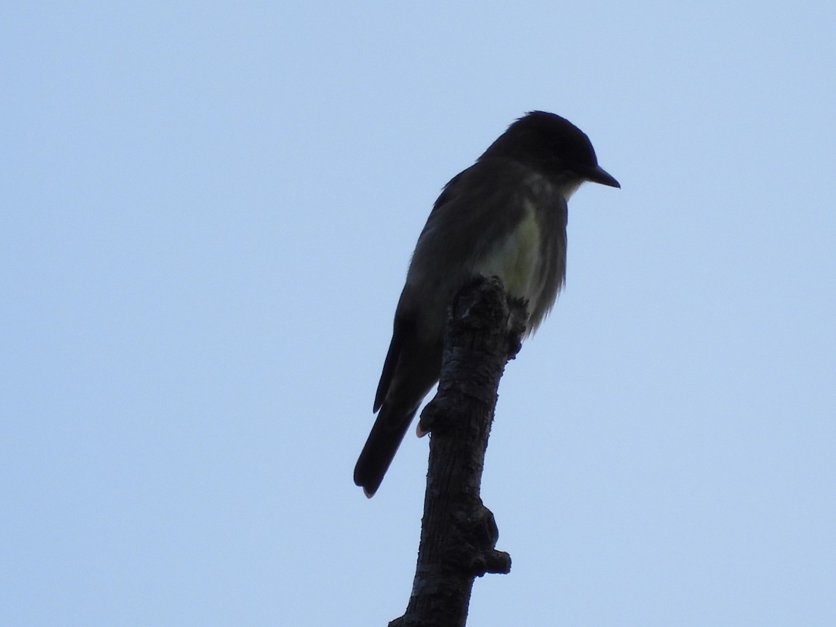 Olive-sided Flycatcher - Christopher Moorman