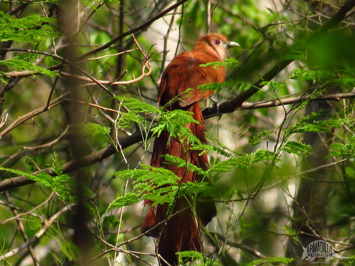 Squirrel Cuckoo - ML33846551