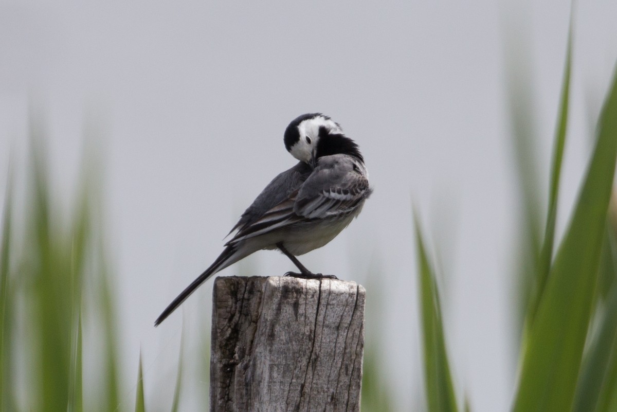 White Wagtail - Lily Johnson-Ulrich
