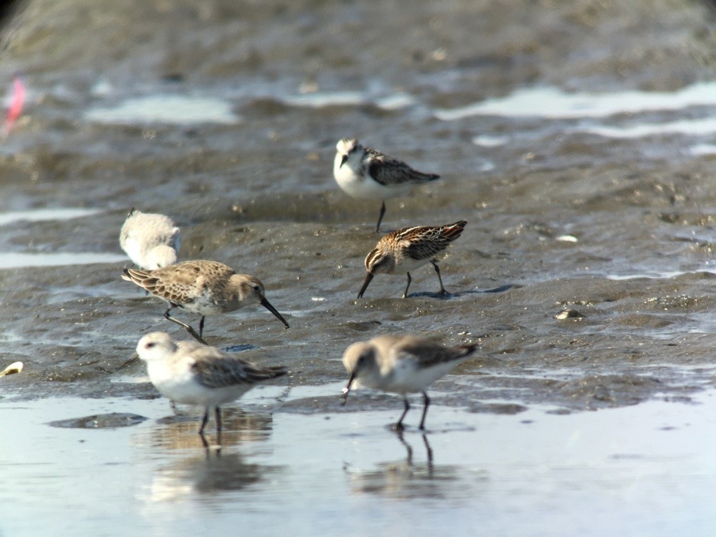 Broad-billed Sandpiper - ML338467851